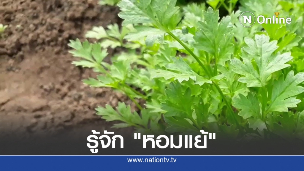 รู้จัก "หอมแย้" ทำสาวกินคำเดียว รุนแรงเกือบถึงชีวิต