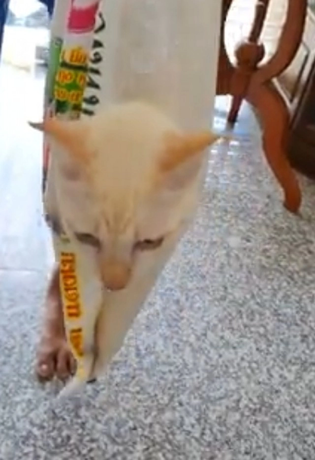 ฮาลั่นทั้งคลินิก คุณป้าหิ้วกระสอบพกแมวมาฉีดยา คิดมาดีงานนี้ไม่มีทรมานสัตว์