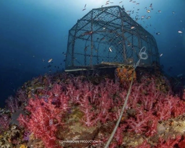 "วราวุธ" สั่งด่วน "กรมทะเล" ออกมาตรการเข้ม 2 ฉบับรักษาแหล่งปะการัง