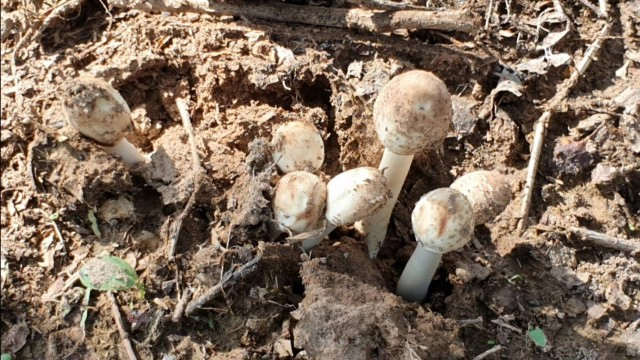 หนุ่มใหญ่ไร้เงินเก็บเห็ดมีพิษกินหามส่ง รพ.