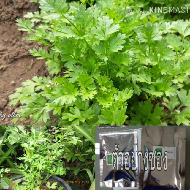 รู้จัก "หอมแย้" ทำสาวกินคำเดียว รุนแรงเกือบถึงชีวิต