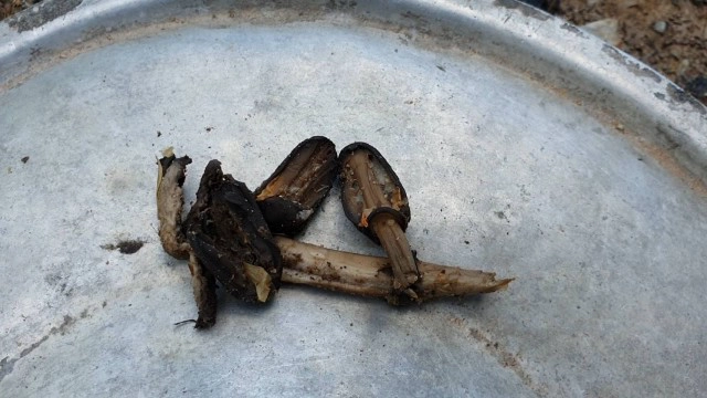 หนุ่มใหญ่ไร้เงินเก็บเห็ดมีพิษกินหามส่ง รพ.