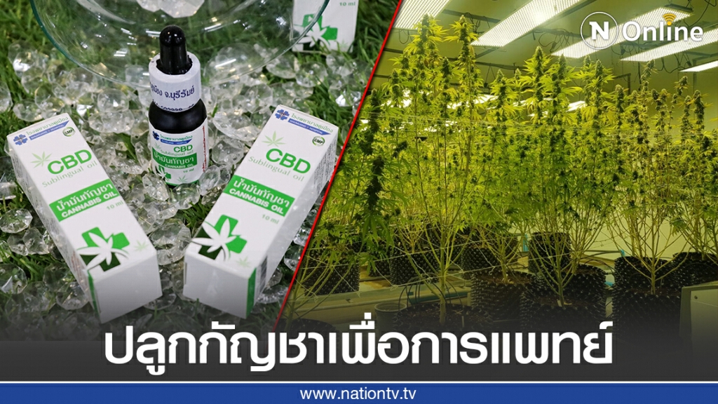 ปลูกอย่างไรให้ได้กัญชาเพื่อการแพทย์?