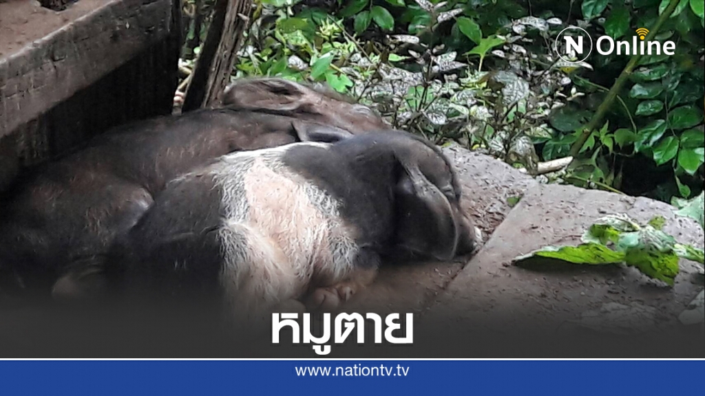 แม่ฮ่องสอนสั่งตรวจสอบหมูตายป้องกันโรคระบาด แม่ฮ่องสอนสั่งตรวจสอบหมูตายป้องกันโรคระบาด
