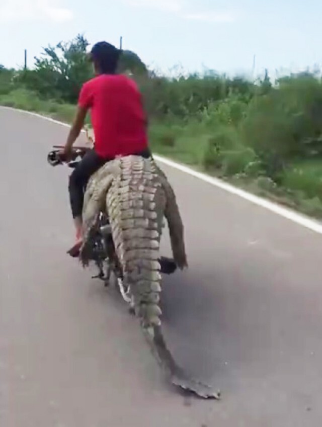 ขี่มอเตอร์ไซค์ ธรรมดา โลกไม่จำ