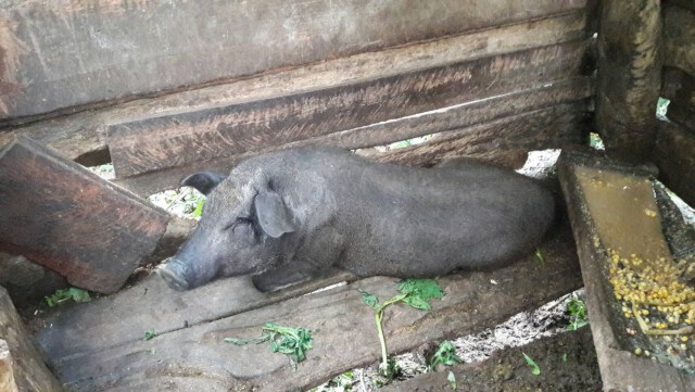 แม่ฮ่องสอนสั่งตรวจสอบหมูตายป้องกันโรคระบาด