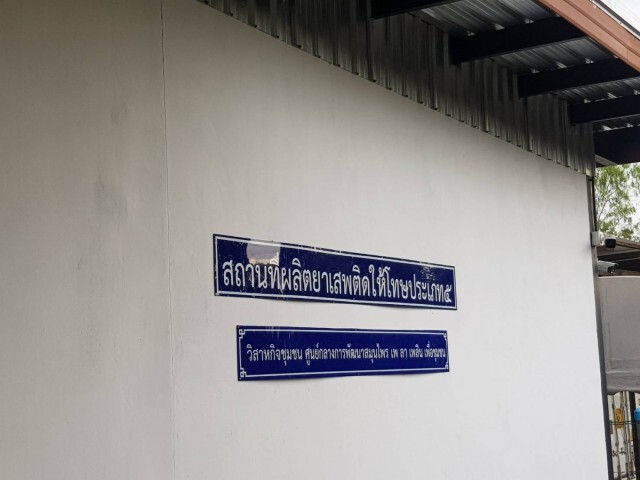 ปลูกอย่างไรให้ได้กัญชาเพื่อการแพทย์?
