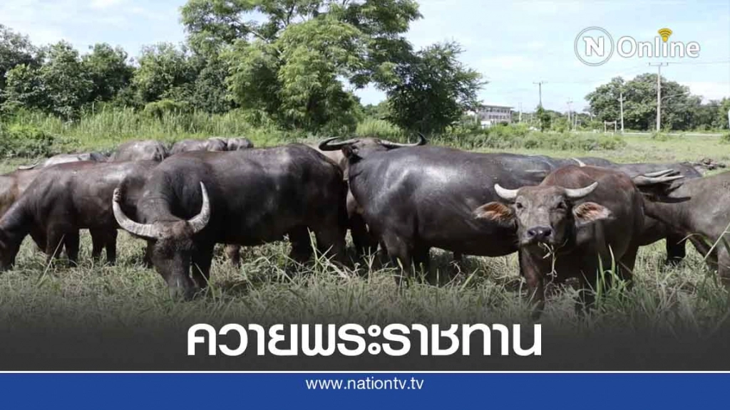 เรียนรู้นอกห้องเรียน ดูแลฝูงควายพระราชทาน