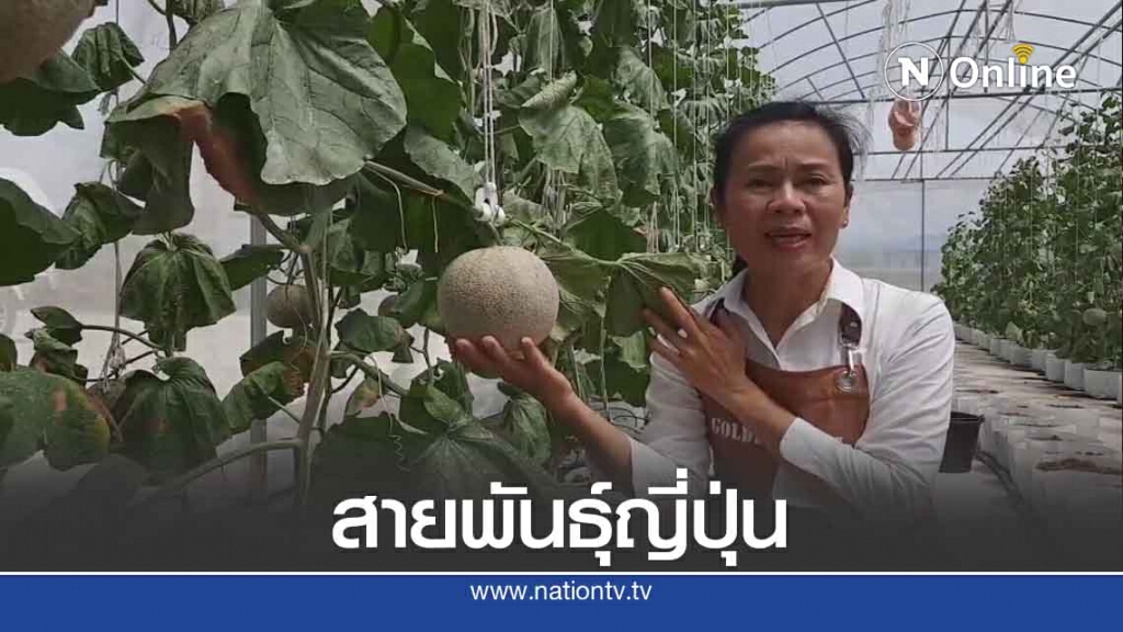 ปลูก"เมล่อน"สายพันธุ์ญี่ปุ่น-แบบไฮโดรโปรนิกส์ ออร์เดอร์เพียบ
