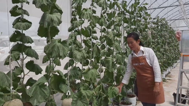 ปลูก"เมล่อน"สายพันธุ์ญี่ปุ่น-แบบไฮโดรโปรนิกส์ ออร์เดอร์เพียบ