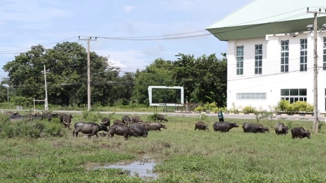 เรียนรู้นอกห้องเรียน ดูแลฝูงควายพระราชทาน