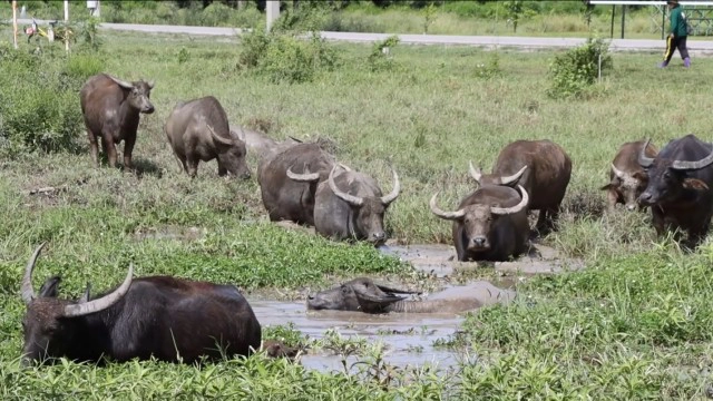 เรียนรู้นอกห้องเรียน ดูแลฝูงควายพระราชทาน