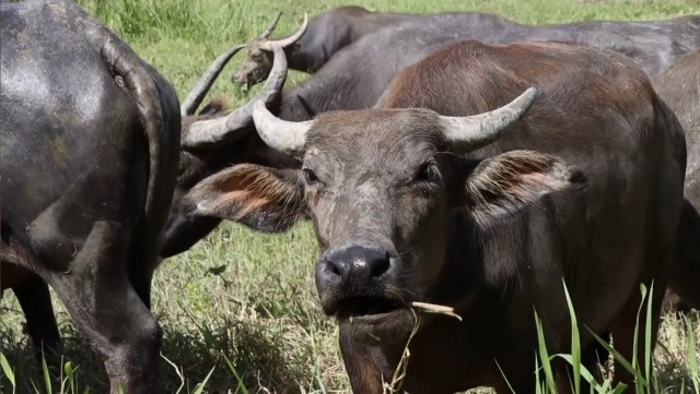 เรียนรู้นอกห้องเรียน ดูแลฝูงควายพระราชทาน