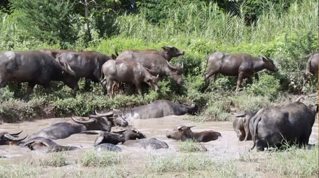 เรียนรู้นอกห้องเรียน ดูแลฝูงควายพระราชทาน