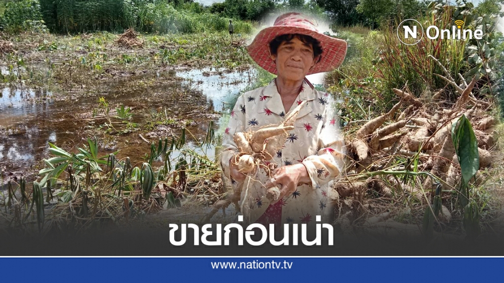น้ำท่วมไร่มันสำปะหลังเร่งขุดขายก่อนเน่าหมด น้ำท่วมไร่มันสำปะหลังเร่งขุดขายก่อนเน่าหมด