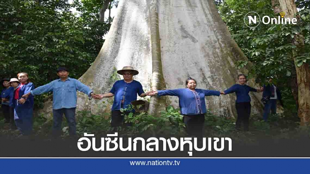 มหัศจรรย์กลางหุบเขา "ต้นผึ้งยักษ์-สะพานรวงผึ้ง"