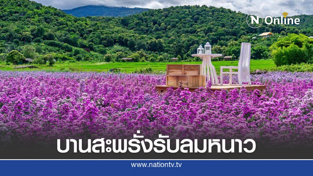 ฮิตเที่ยว"ทุ่งดอกไม้"บานสะพรั่งรับลมหนาว