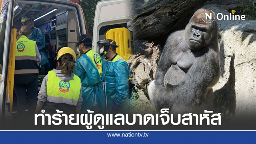 กอริลลาทำร้ายผู้ดูแลบาดเจ็บสาหัส กอริลลาทำร้ายผู้ดูแลบาดเจ็บสาหัส