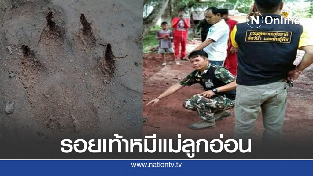 ชาวบ้านแตกตื่นพบหมีแม่ลูกอ่อน3ตัวโผล่หากินในวัด