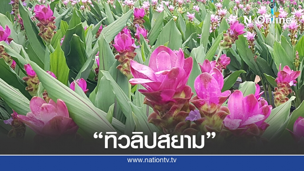 "ทิวลิปสยาม" เบ่งบานที่จังหวัดกระบี่