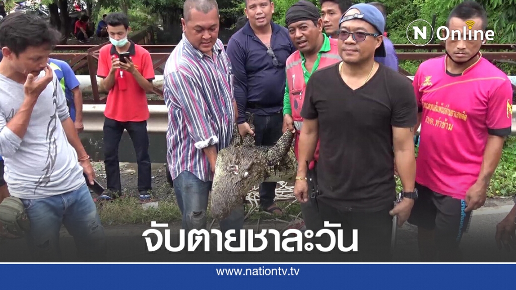 เปิดปฎิบัติการจับตายจระเข้ หลุดลงคลองย่านสามพราน เปิดปฎิบัติการจับตายจระเข้ หลุดลงคลองย่านสามพราน
