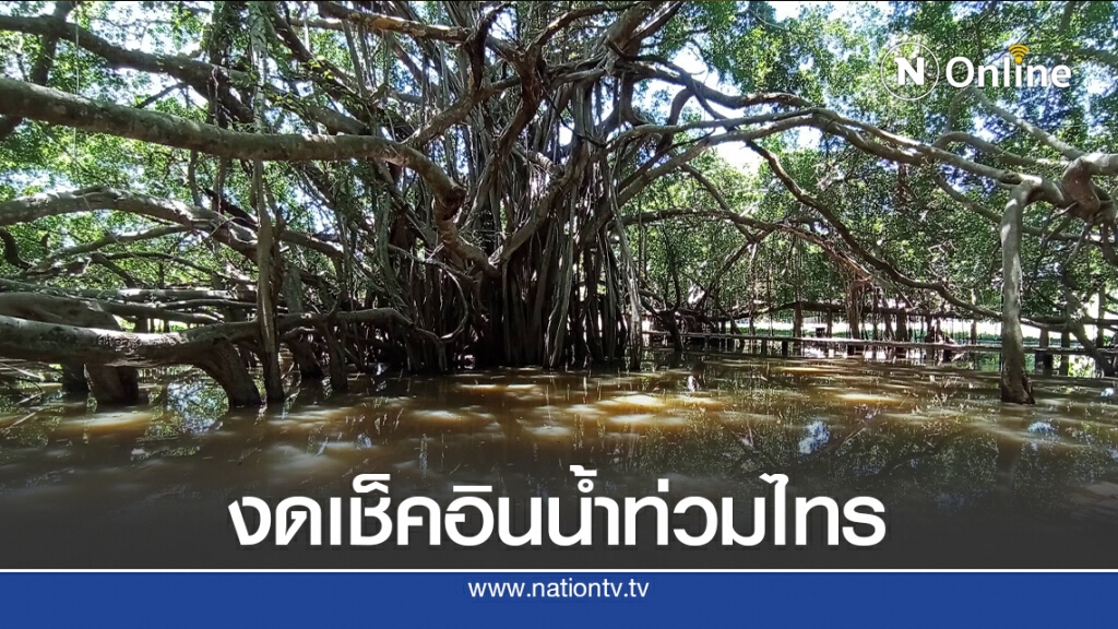 น้ำมูลเอ่อ ท่วมไทรงามยักษ์ งด นทท. ลงเที่ยวชม น้ำมูลเอ่อ ท่วมไทรงามยักษ์ งด นทท. ลงเที่ยวชม