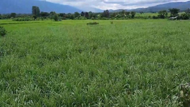 ชาวบ้านแตกตื่นพบหมีแม่ลูกอ่อน3ตัวโผล่หากินในวัด