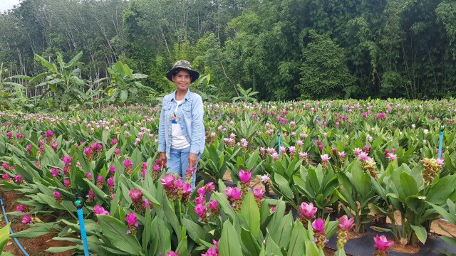 "ทิวลิปสยาม" เบ่งบานที่จังหวัดกระบี่