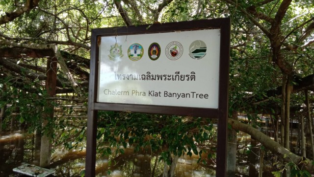 น้ำมูลเอ่อ ท่วมไทรงามยักษ์ งด นทท. ลงเที่ยวชม