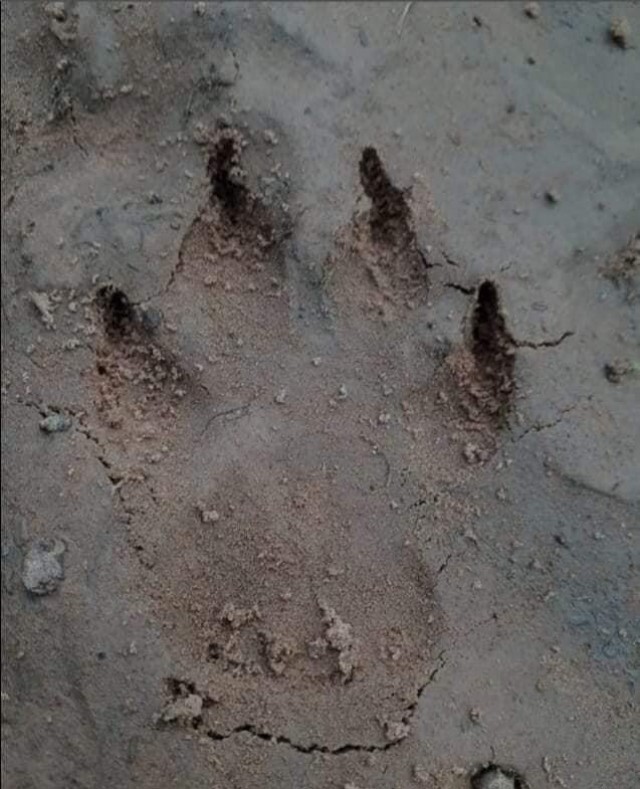 ชาวบ้านแตกตื่นพบหมีแม่ลูกอ่อน3ตัวโผล่หากินในวัด