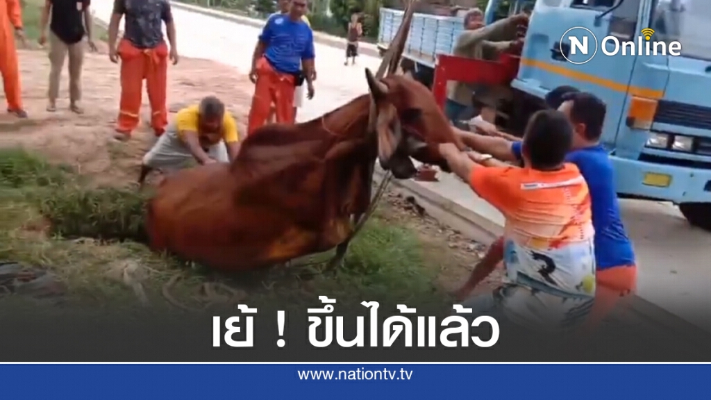 ช่วยเหลือวัวพลัดตกท่อระบายน้ำ ช่วยเหลือวัวพลัดตกท่อระบายน้ำ