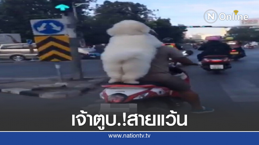 เจ้าตูบสายแว้น เกาะหลังซิ่งขนกระจาย