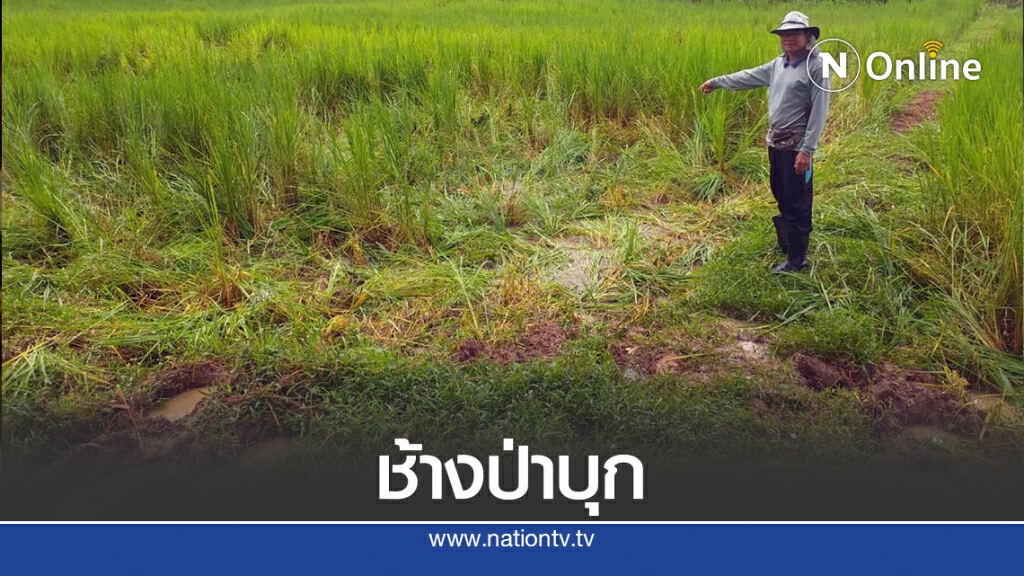 ช้างป่าภูวัวหนีข้ามคลองกั้นเหยียบย่ำนาข้าวหาอาหาร