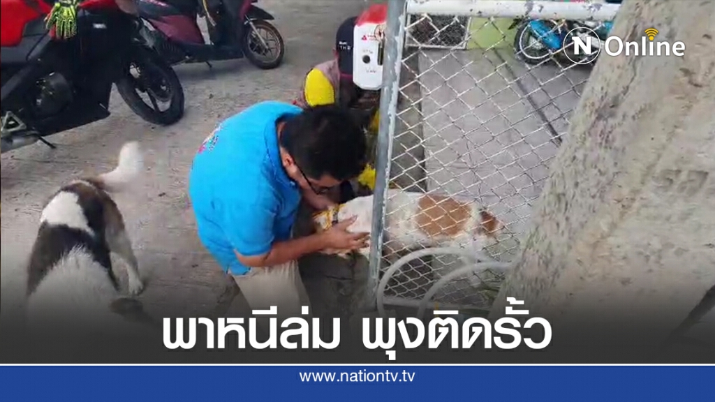 สุนัขหนุ่มพาสุนัขสาวหนีออกจากบ้าน แต่พุงติดคารั้วบ้าน