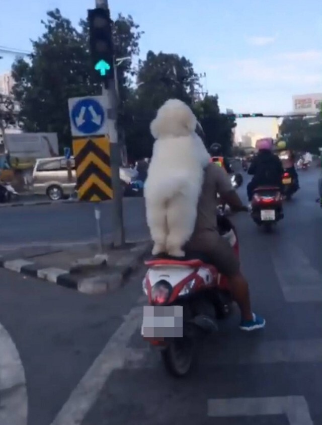 เจ้าตูบสายแว้น เกาะหลังซิ่งขนกระจาย