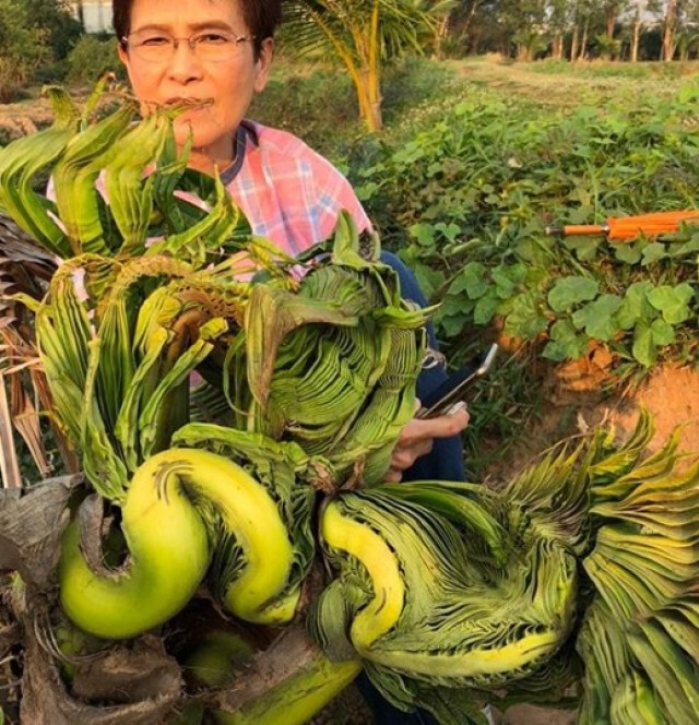 หนุ่ม คงกะพัน เจอทักที่บ้านมีบ่อตาน้ำ พบเรื่องแปลกต้นไม้คล้ายพญางู
