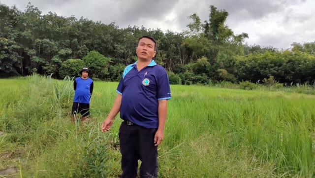 ช้างป่าภูวัวหนีข้ามคลองกั้นเหยียบย่ำนาข้าวหาอาหาร