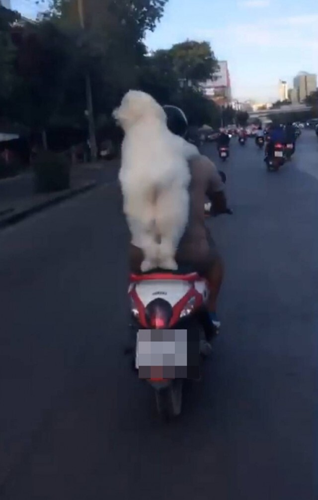 เจ้าตูบสายแว้น เกาะหลังซิ่งขนกระจาย