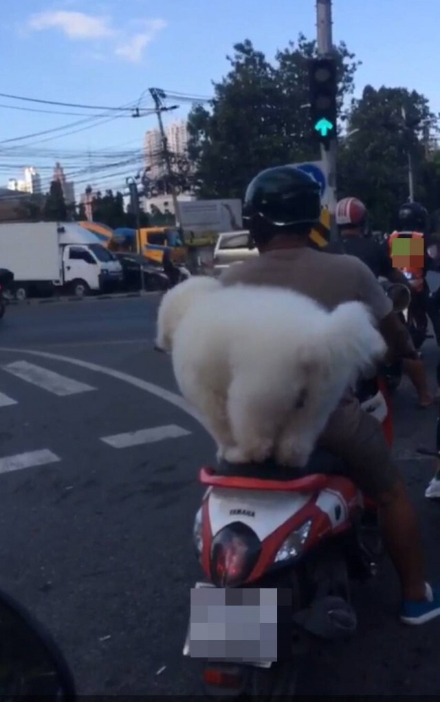 เจ้าตูบสายแว้น เกาะหลังซิ่งขนกระจาย
