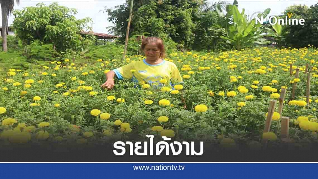 ใช้พื้นที่ว่างเปล่าลูกดาวเรือง-รายได้ดี