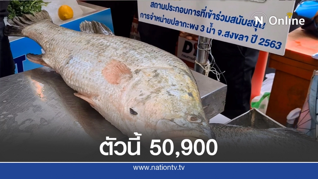 ตะลึงปลากะพงขาวราคาแพงที่สุดในประเทศไทย