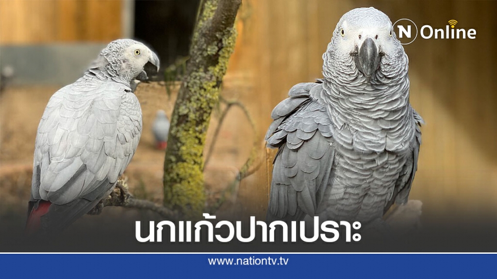สวนสัตว์อังกฤษต้องย้ายนกแก้วเพราะด่าเก่ง