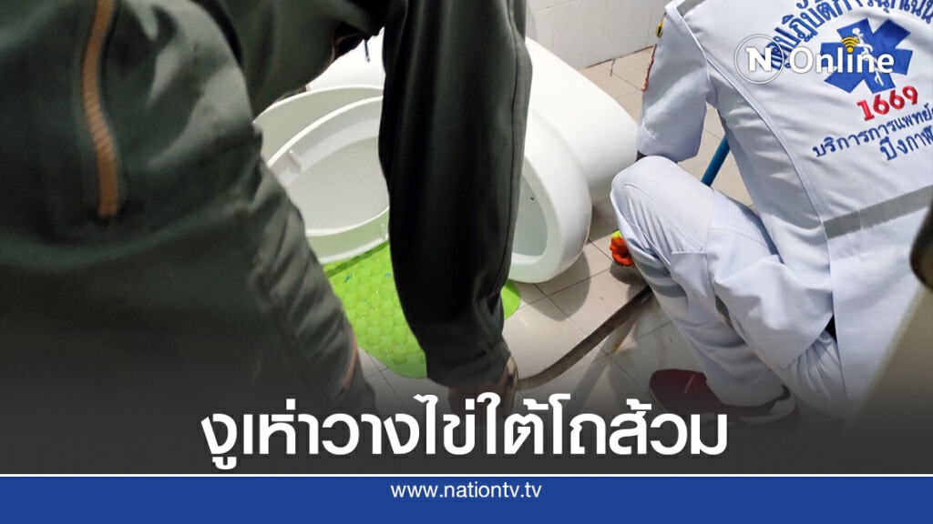 งูเห่าเข้าบ้านขดตัวอยู่ใต้โถส้วมนานจนวางไข่ งูเห่าเข้าบ้านขดตัวอยู่ใต้โถส้วมนานจนวางไข่