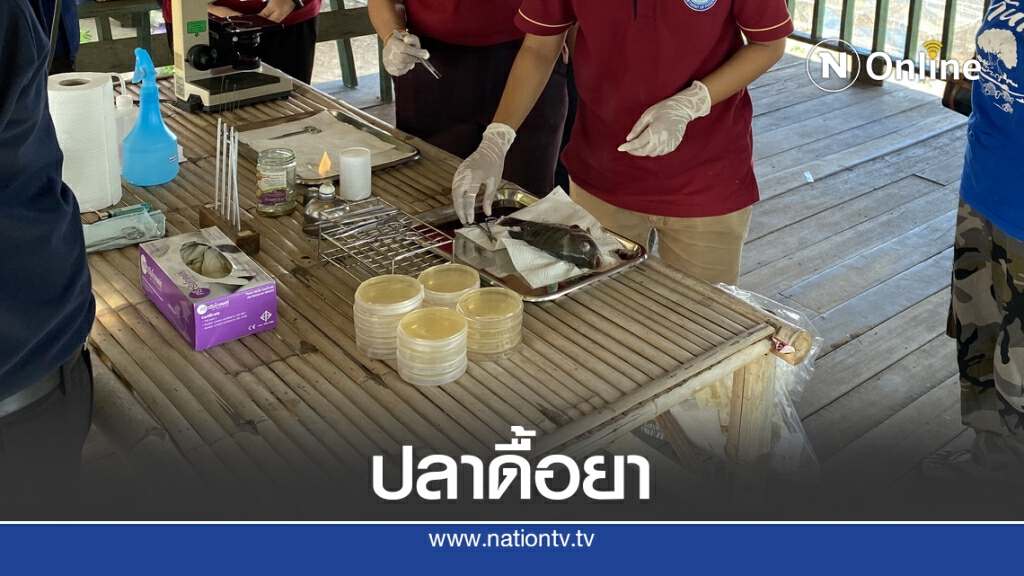 ตรวจสุขภาพปลากระชังในแม่น้ำโขง ตรวจสุขภาพปลากระชังในแม่น้ำโขง