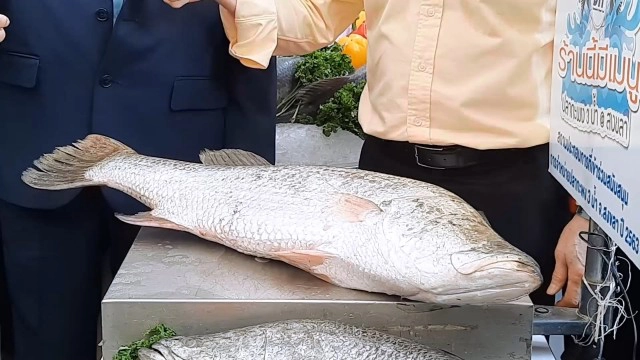 ตะลึงปลากะพงขาวราคาแพงที่สุดในประเทศไทย