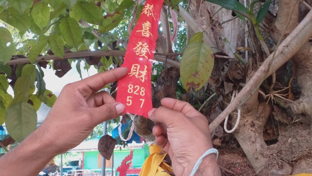 เผยเลขนำโชค หางประทัดไอ้ไข่วัดเขาพระทอง
