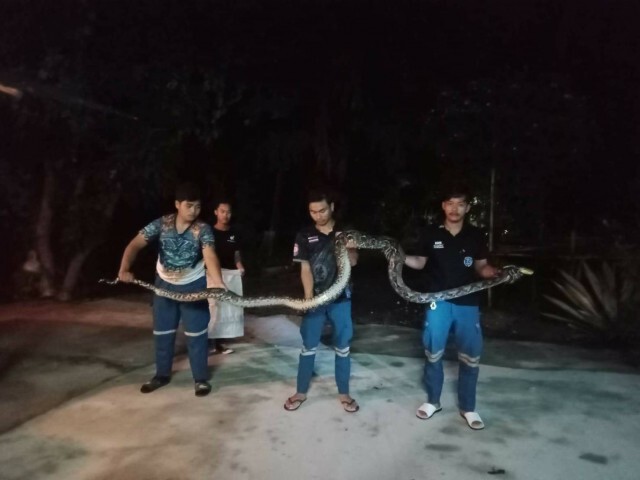 ส่องเลขเด็ดงูเหลือมยาว4 เมตร รอลุ้นโชคพรุ่งนี้