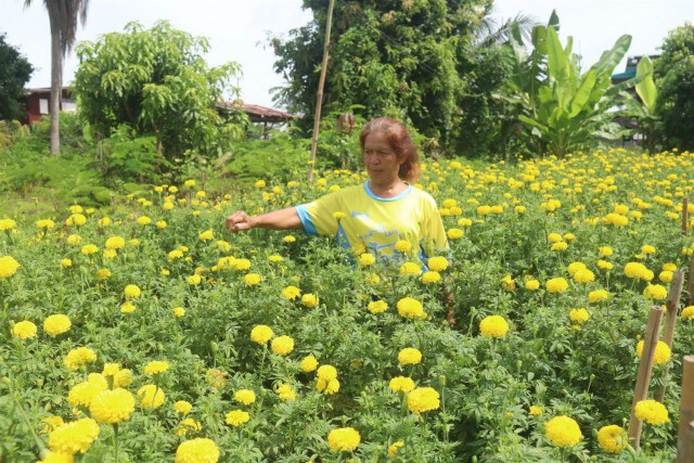 ใช้พื้นที่ว่างเปล่าลูกดาวเรือง-รายได้ดี
