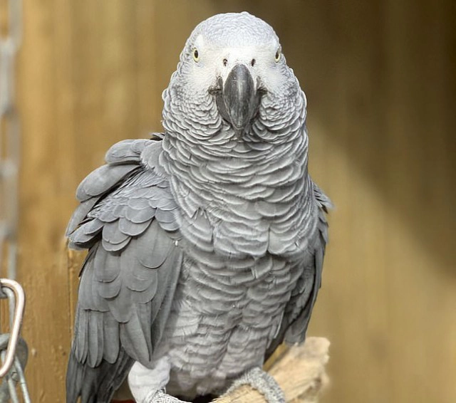 สวนสัตว์อังกฤษต้องย้ายนกแก้วเพราะด่าเก่ง