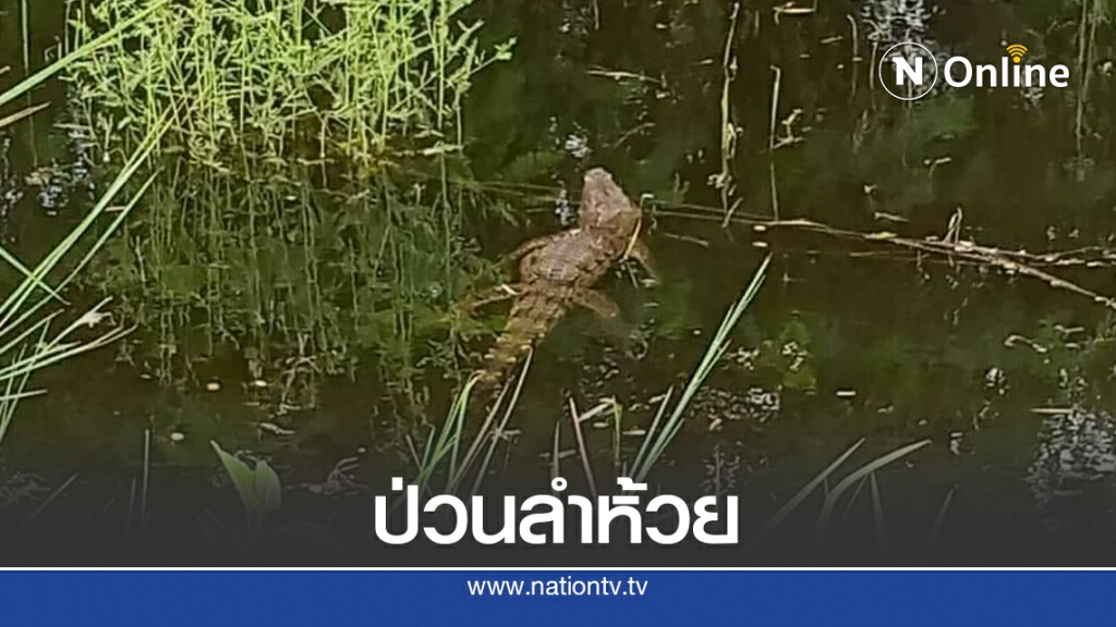 จระเข้หลุด ระดมกู้ภัยเร่งค้นหายังไม่พบตัว จระเข้หลุด ระดมกู้ภัยเร่งค้นหายังไม่พบตัว